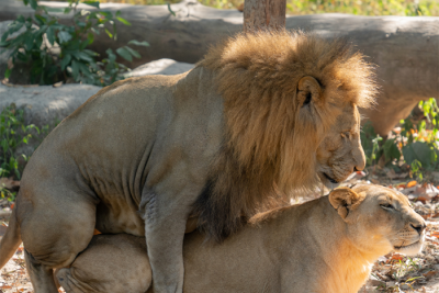 Секс на природі: Близькість і інтимність в серці природи.